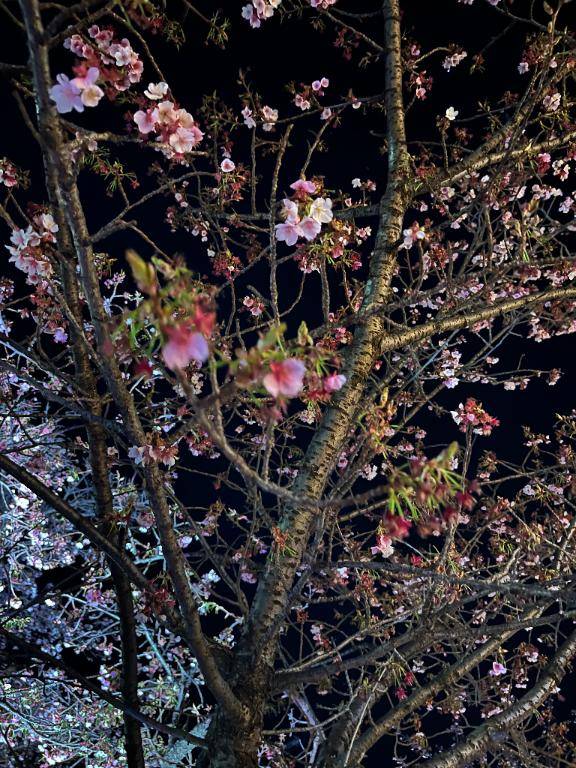 らむちゃん　写メ画像